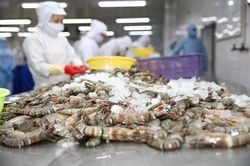 Tháng 9, xuất khẩu tôm đạt mức tăng trưởng cao nhất kể từ tháng 3 năm nay