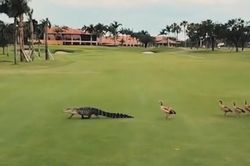 Cá sấu bị bầy vịt đuổi ra khỏi sân golf
