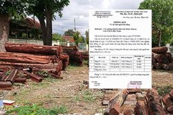 Sa thải Giám đốc và 2 cán bộ bảo vệ rừng ở Kon Tum