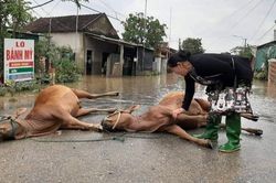Hình ảnh người phụ nữ khóc nức nở khi thấy 2 con bò đã chết sau trận lũ khiến nhiều người nặng lòng