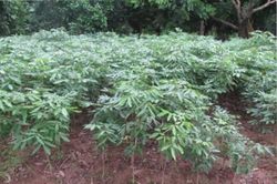 Câu chuyện lập nghiệp của ông chủ vườn giống cây ăn quả Hưng Yên, tỷ suất lợi nhuận mỗi năm 40%