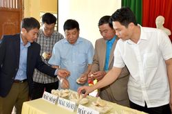 Xây dựng chỉ dẫn địa lý bưởi Soi Hà