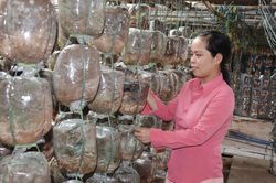 Hỗ trợ nông dân làm các mô hình mới