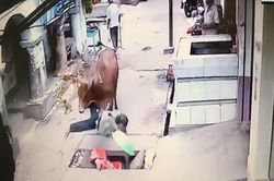 Đang thong dong đi trên đường thì bị bò hất bay xuống cống, người đàn ông không dám kêu ca nửa lời vì lý do này