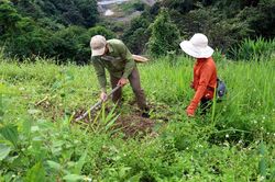 Nhân rộng màu xanh rừng trồng