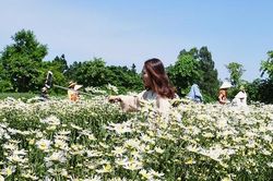 Chị em tíu tít chụp ảnh tại vườn cúc họa mi nở sớm nhất của làng hoa Nhật Tân