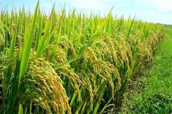 Sóc Trăng: Người dân đóng góp hơn 1.387 tỷ đồng xây dựng nông thôn mới