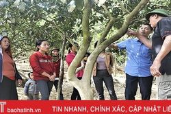 Hướng dẫn người dân Hương Khê cách 'cứu' bưởi Phúc Trạch sau lũ