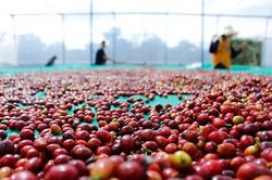 Giá cà phê hôm nay 27/10: Đồng loạt tăng, giá cà phê tiếp đà đi lên trước vụ thu hoạch mới