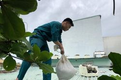 Người dân Đà Nẵng khẩn trương chằng chống nhà cửa đón bão số 9