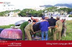 Người dân Đà Nẵng, Quảng Nam neo thuyền, gia cố mái nhà phòng chống bão số 9