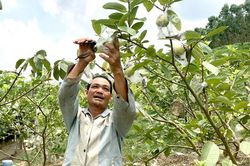 Thu nhập cao từ trồng cây ăn quả sạch