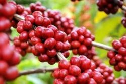 Giá cà phê dự báo đạt đỉnh vào cuối năm