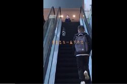Clip mèo béo 'dở hơi' đi ngược thang cuốn nhận 6 triệu lượt xem trong 1 ngày