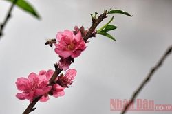 Tết Nguyên đán Tân Sửu: Có thể được nghỉ hai ngày trước Tết, ba ngày sau Tết