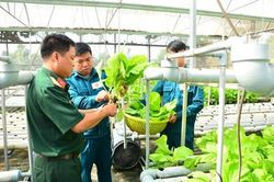 Có rau sạch, bữa ăn bộ đội thêm ngon