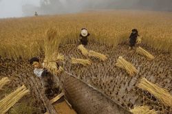 Giá gạo của Trung Quốc tăng 'vài lần một ngày'