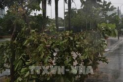 Phú Yên mưa rất to, nhiều cây xanh ngã đổ, 38 xã đang mất điện