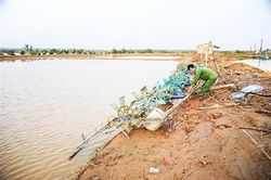 Người nuôi tôm trắng tay sau lũ
