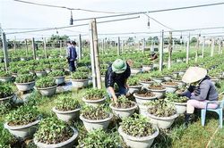 Nông dân An Lạc nỗ lực cứu hoa tết