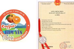 Mở ra cơ hội lớn cho cam sành Hàm Yên