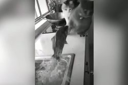 Mèo giật bắn mình ngã lăn quay vì bị cá dọa