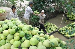 Chile chấp thuận mở cửa thị trường cho bưởi Việt Nam