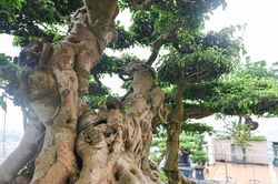 Sanh cổ dáng thế chưa hoàn thiện nhưng đắt ngang căn chung cư cao cấp