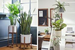 Điểm mặt những loại cây hợp mệnh phong thủy với 12 con giáp