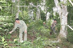 Nậm Lạnh làm tốt công tác bảo vệ rừng