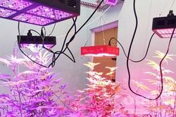 Lâm Đồng: Bắt vụ trồng cần sa bằng đèn led 7 màu 'độc' chưa từng có