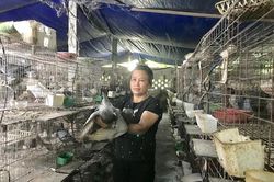 Lãi lớn nhờ nuôi bồ câu