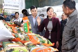 Hà Nội: Xây dựng thành công chuỗi lúa gạo chất lượng Khu Cháy