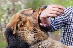 Hải Dương: Người đàn ông phát dại và tử vong do bị chó cắn