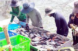 Ưu tiên phát triển chuỗi liên kết nông sản an toàn