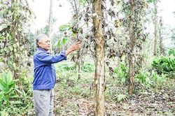 Khắc phục tình trạng ngập úng trên cây hồ tiêu