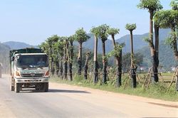 Người dân Nam Sơn đề nghị chuyển hàng cây hoa sữa ra khỏi khu dân cư