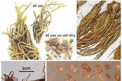 Chứng đởm nhiệt và thuốc trị
