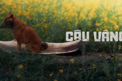 Phim 'Cậu Vàng': Chọn chó Nhật hay chó ta... có nên tranh cãi?