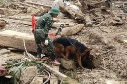 Hình ảnh chó nghiệp vụ tìm kiếm nạn nhân mất tích ở Trà Leng
