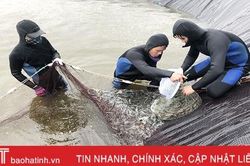 Sợ thua lỗ nặng, người nuôi tôm ở Hà Tĩnh quyết bán 'được đồng nào hay đồng ấy'