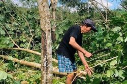Người trồng cao su trắng tay sau bão số 9