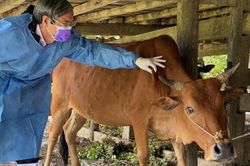 Lạng Sơn: Lập 3 chốt kiểm dịch bệnh lạ ở trâu bò