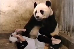 Cú giật mình của gấu mẹ khi biết nhận nhầm con