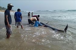 Sri Lanka nỗ lực cứu hộ hàng trăm cá voi hoa tiêu mắc cạn