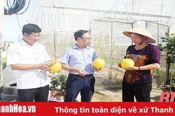 Tiềm năng sản phẩm OCOP huyện Quảng Xương
