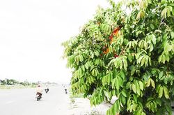 Biển báo nằm trong lùm cây