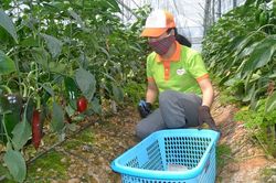 Ớt Đà Lạt tăng giá kỷ lục
