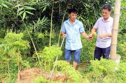 Hiệu quả bước đầu từ mô hình trồng măng lục trúc
