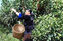 Điện Biên quảng bá, tiêu thụ sản phẩm OCOP